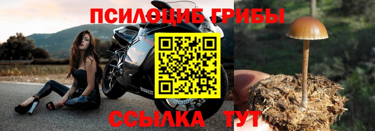 Чита  даркнет сайт  Вход с VPN  Галлюциногенные грибы Cubensis 